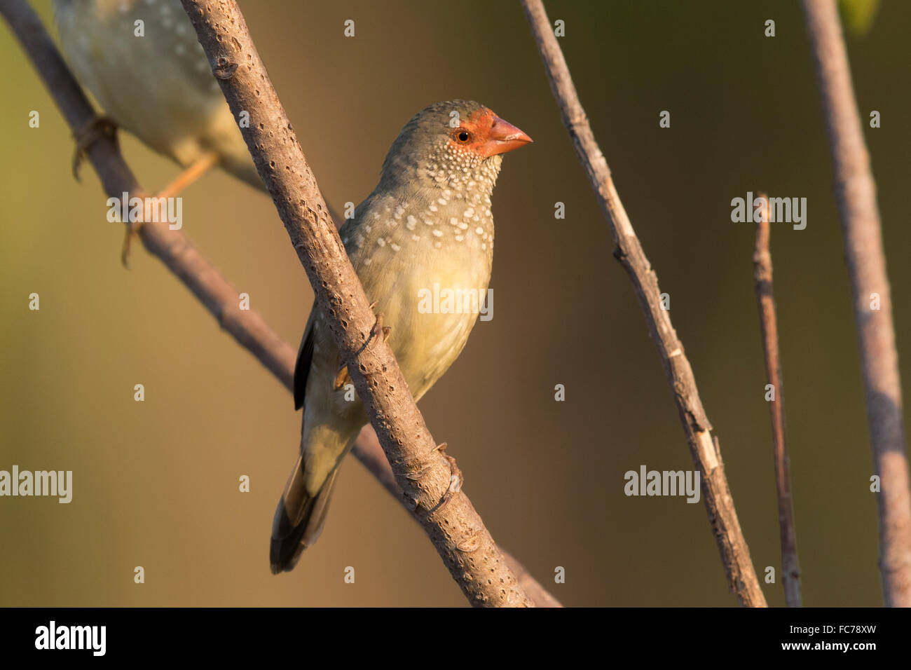Star Finch (Neochmia ruficauda) Banque D'Images