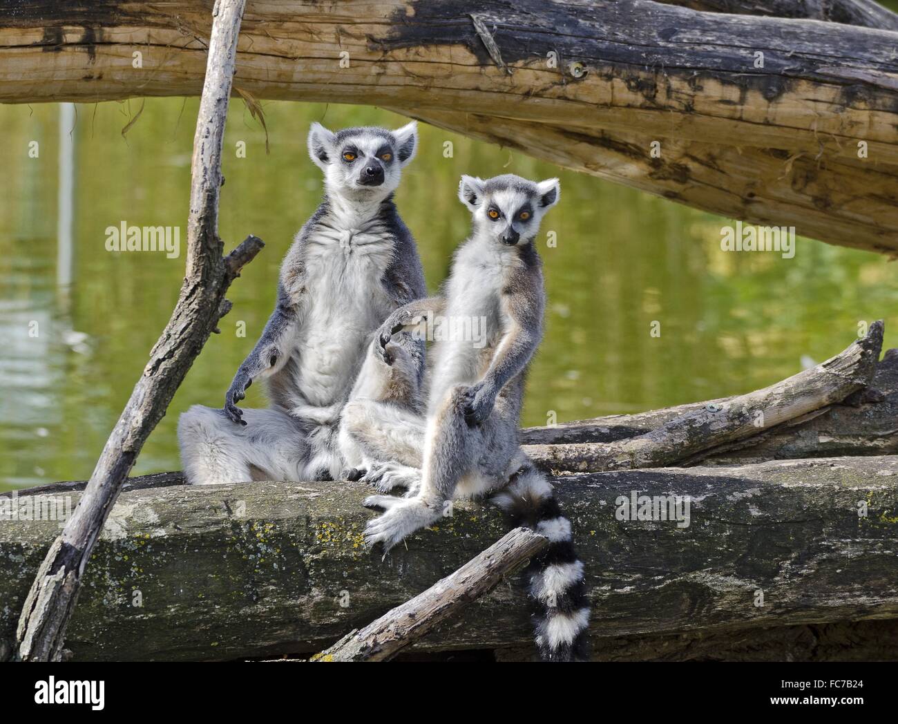 Ring-tailed lémuriens assis bien droit Banque D'Images