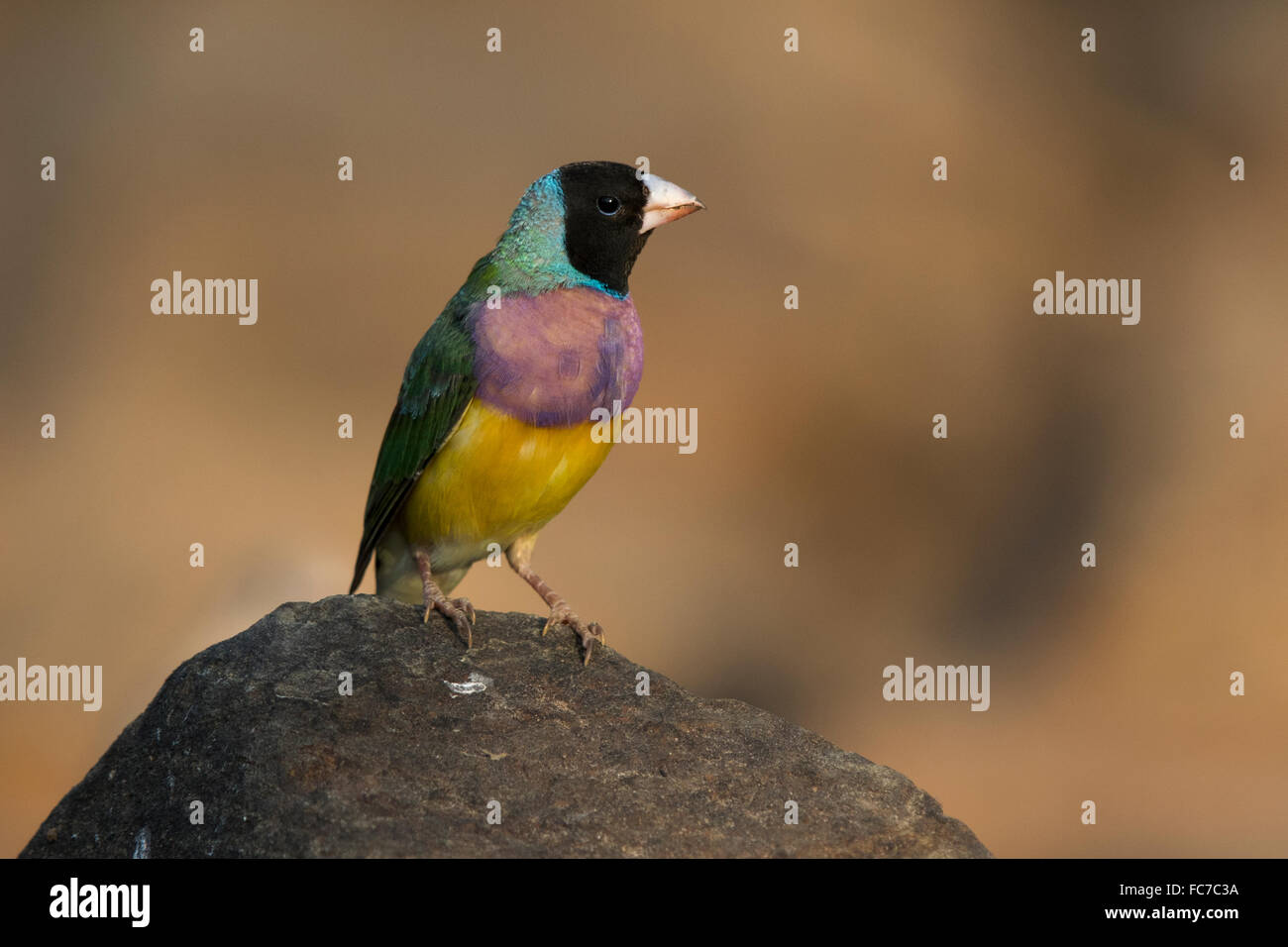 Black-faced Gouldian Finch (Erythrura gouldiae) Banque D'Images
