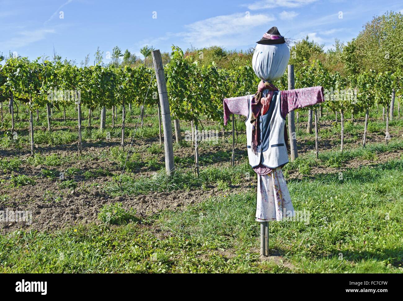 Épouvantail dans un vignoble Banque D'Images