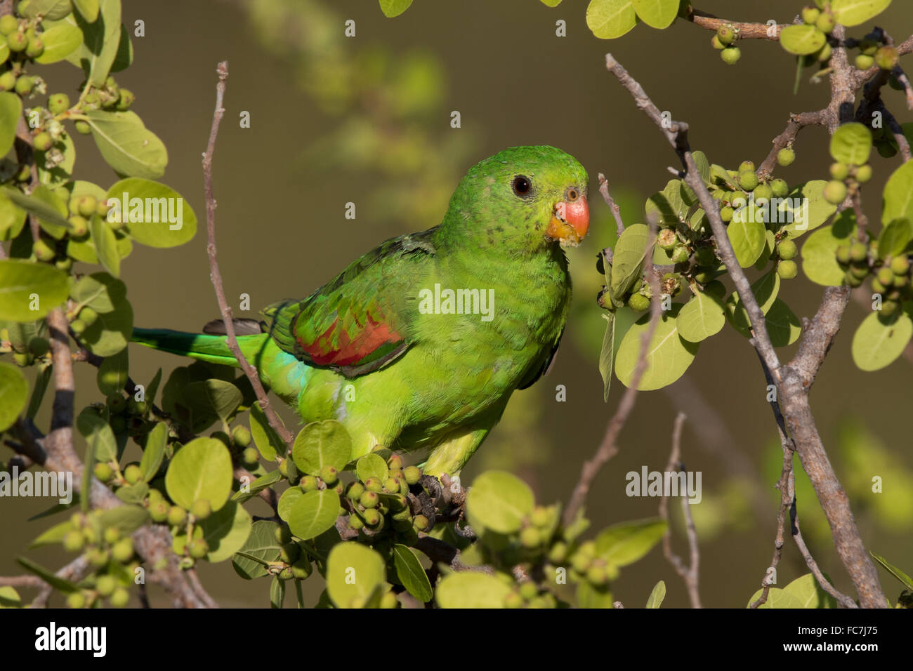 Femelle, Rouge-winged Parrot (Aprosmictus erythropterus) Banque D'Images