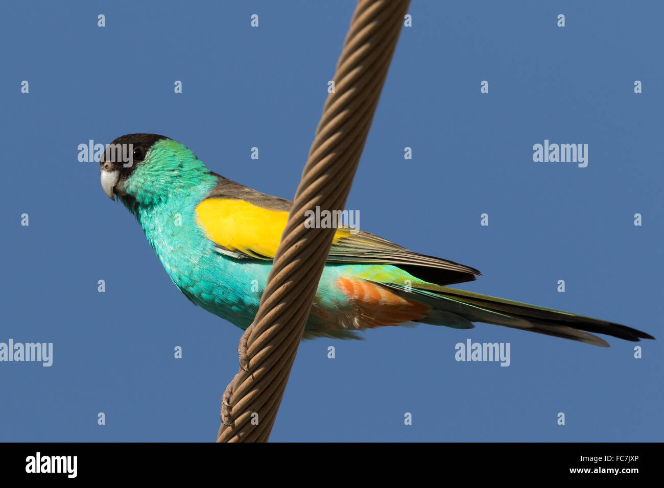 Hooded Psephotus dissimilis (Parrot) perché sur un fil Banque D'Images