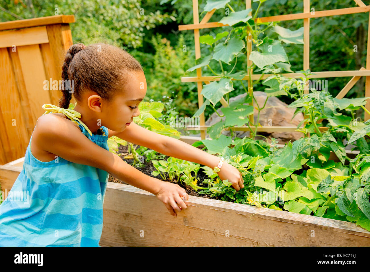 Mixed Race girl examining plants in garden Banque D'Images