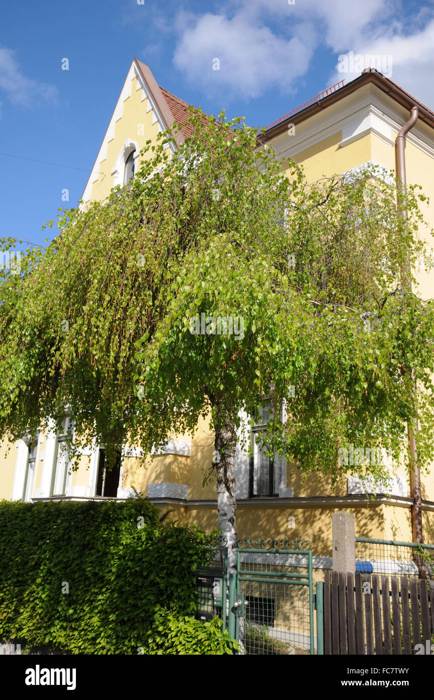 Bouleau pleureur Banque D'Images