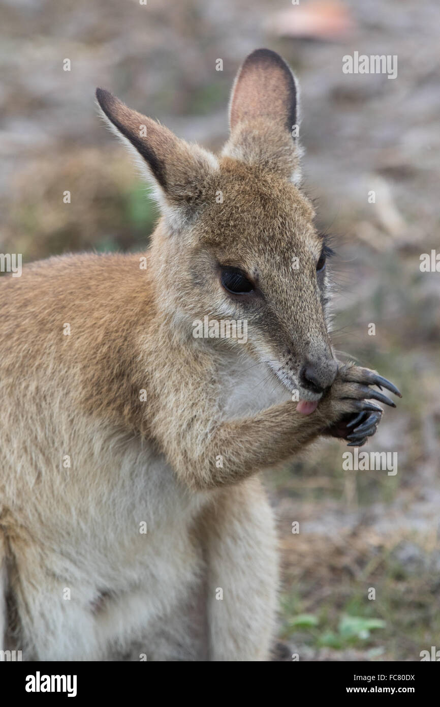 Jeune Wallaby Agile (Macropus agilis) lécher son avant-bras à la thermorégulation de l'aide Banque D'Images