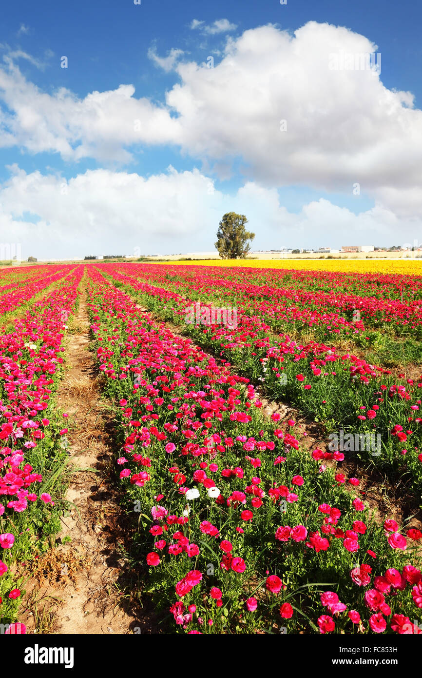Les domaines d'un grand jardin de pivoines renoncules Banque D'Images
