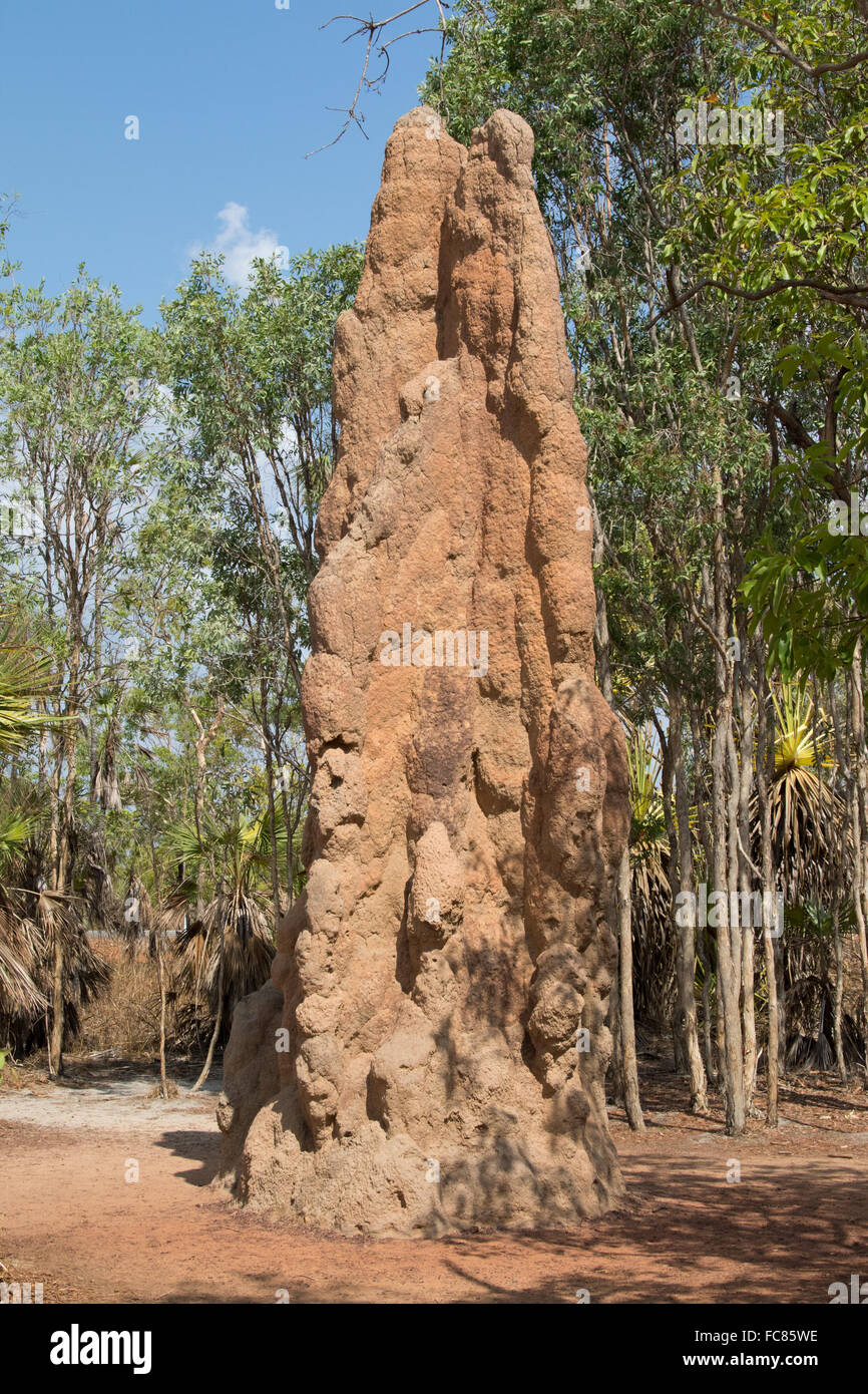 5m de hauteur du Termite mound (cathédrale Nasutitermes triodiae) Banque D'Images