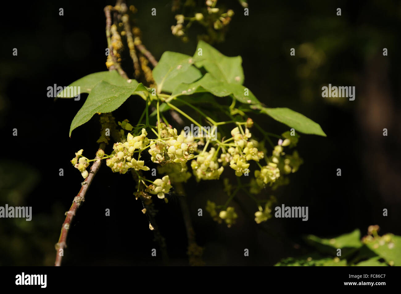 La fusée à grandes feuilles Banque D'Images