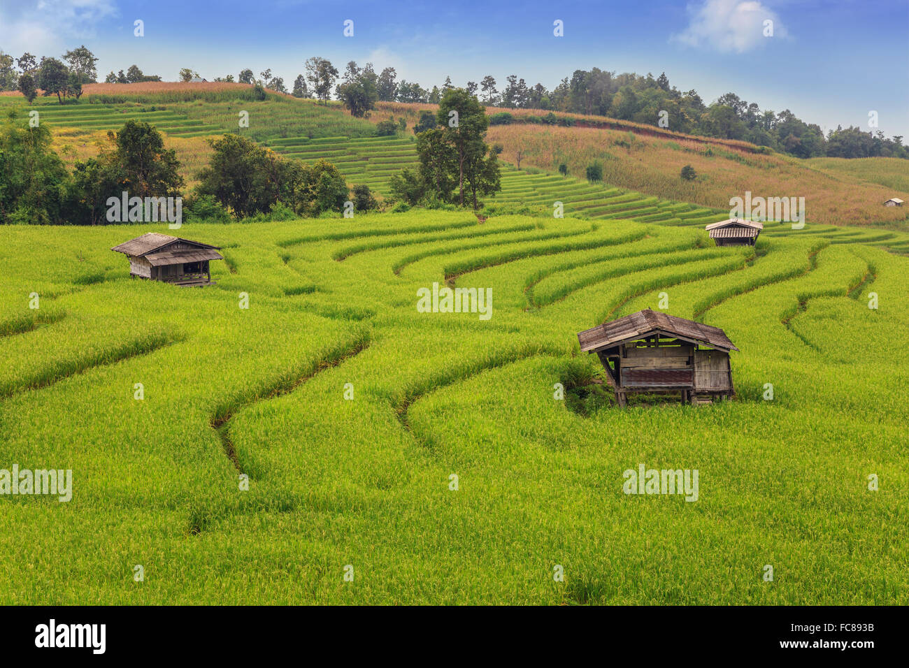 Les champs de riz dans le pays de la Thaïlande Banque D'Images