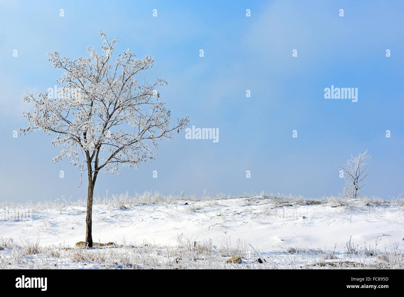 Champ d'hiver sur l'arbre gelé Banque D'Images