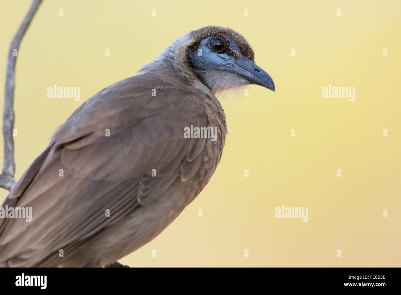 Philemon citreogularis Friarbird (peu) Banque D'Images