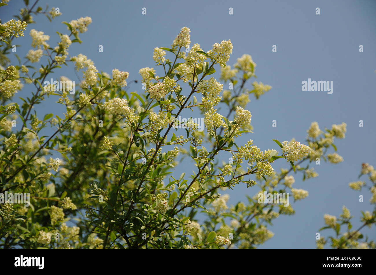 Privet Banque D'Images