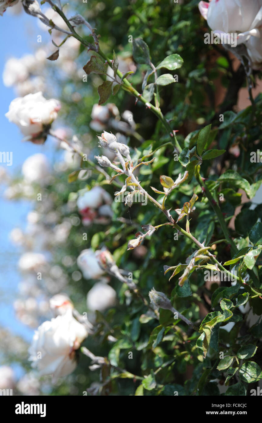 Rosa New Dawn, grimpeur rose, blanc Banque D'Images