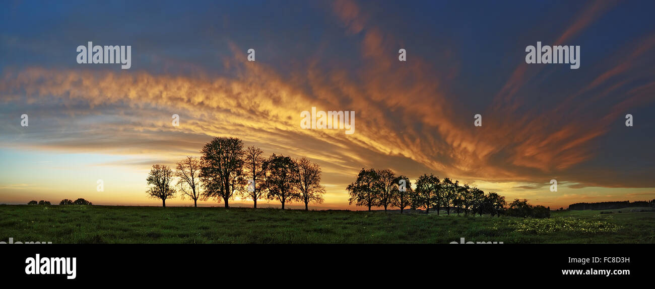 Rangée d'arbres avec des nuages/ Banque D'Images