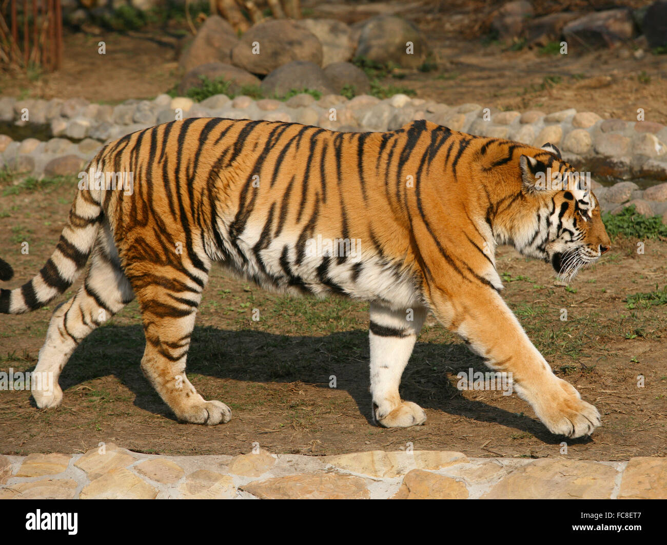 Tigre Banque D'Images