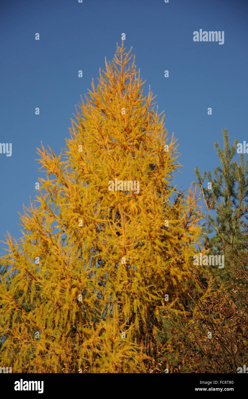 Mélèze d’Europe Banque D'Images