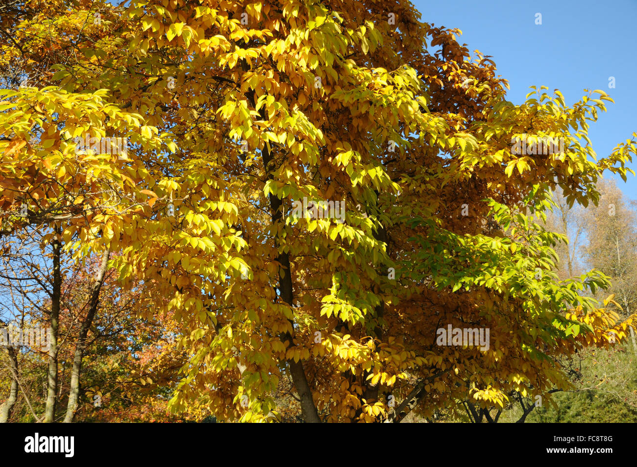 Magnolia à feuilles de saule Banque D'Images