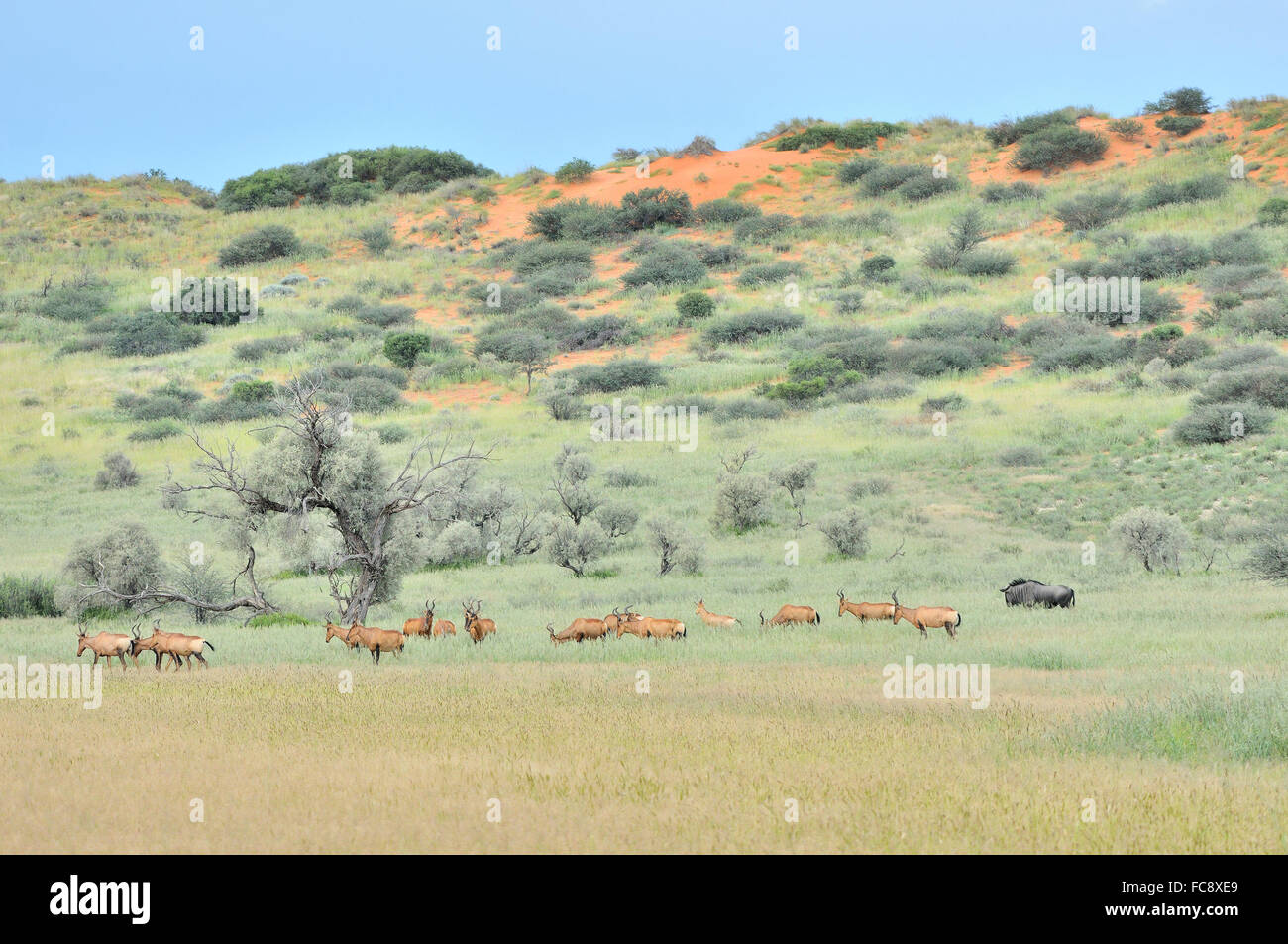Bubales rouges troupeau dans le parc transfrontalier de Kgalagadi Banque D'Images
