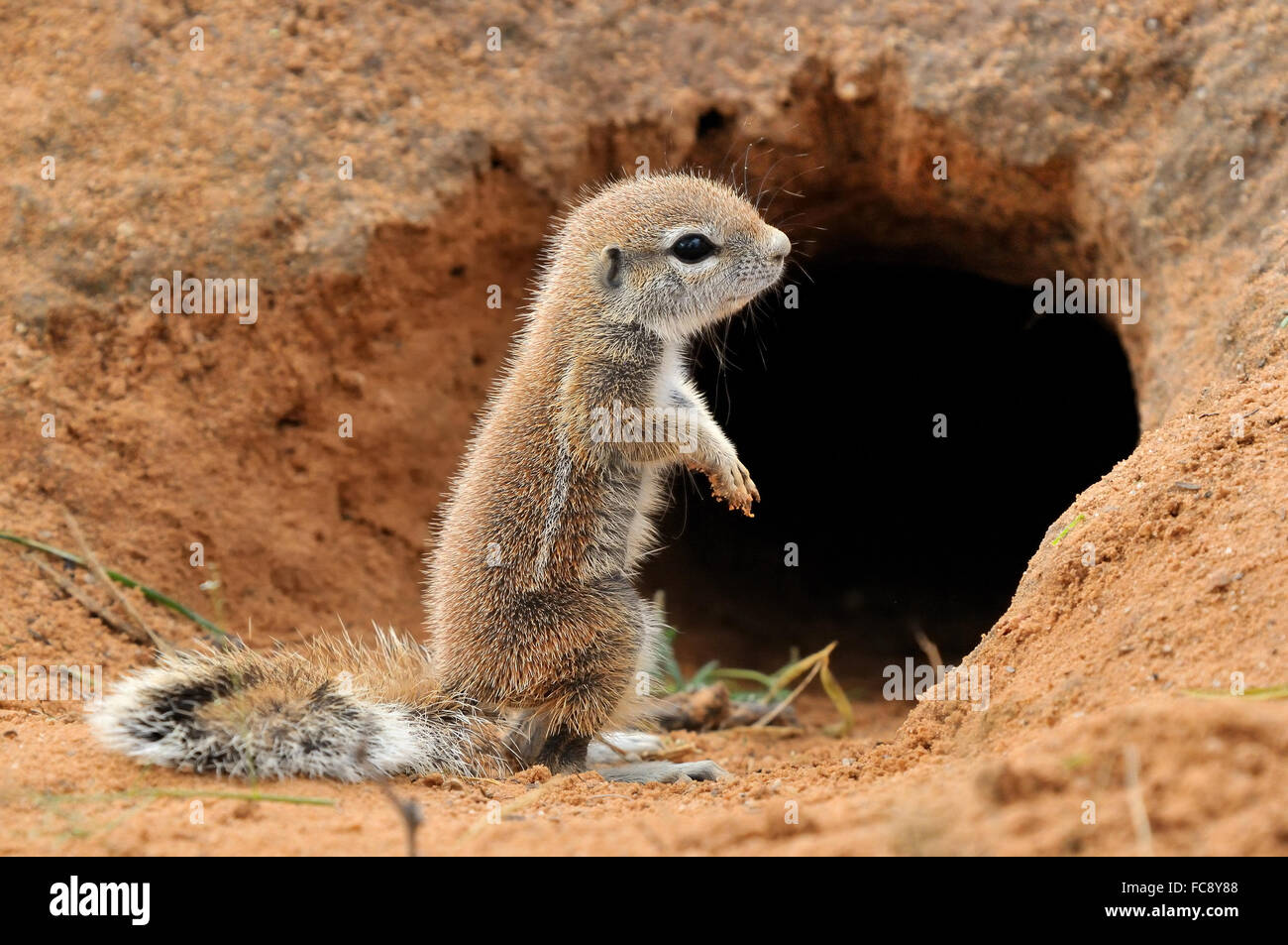 (Ha83 Inauris). Photo prise à Mata Mata dans le parc transfrontalier de Kgalagadi, Afrique du Sud Banque D'Images