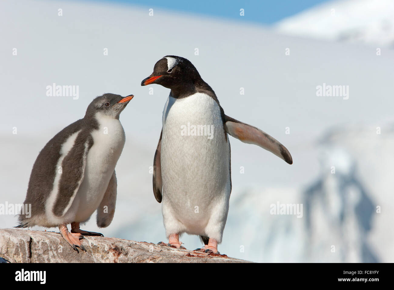 Gentoo pingouin (Pygoscelis papua). Des profils avec chick sur un rocher. L'antarctique. Pas de ventes exclusives ! Banque D'Images