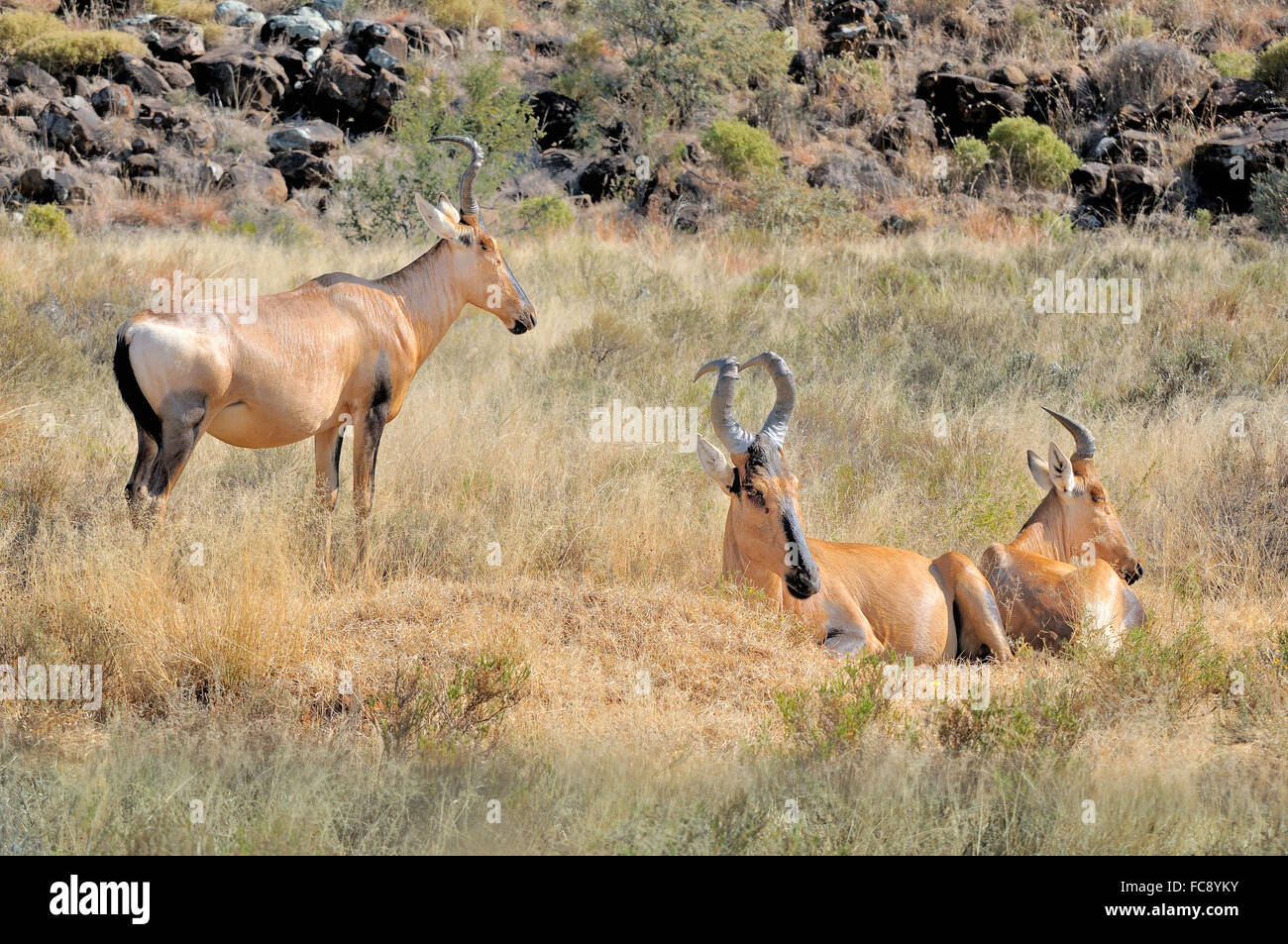 Bubales rouges Mokala National Park, Afrique du Sud Banque D'Images