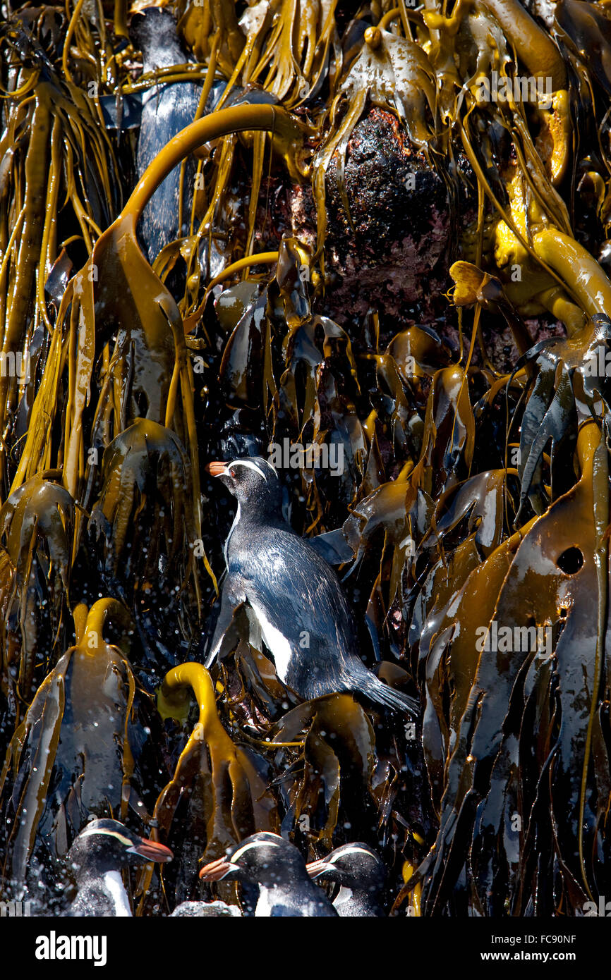 Ériger-crested Pinguin (Eudyptes sclateri). Grâce à l'escalade groupe varech à terre. L'île des antipodes, l'Antarctique. Aucun droit exclusif Banque D'Images