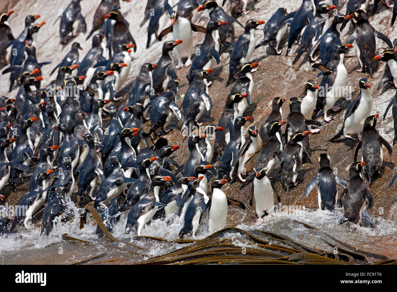 Collets Pinguin (Eudyptes robustus). Group à venir à terre. Îles Snares, Nouvelle-Zélande. Pas de ventes exclusives ! Banque D'Images