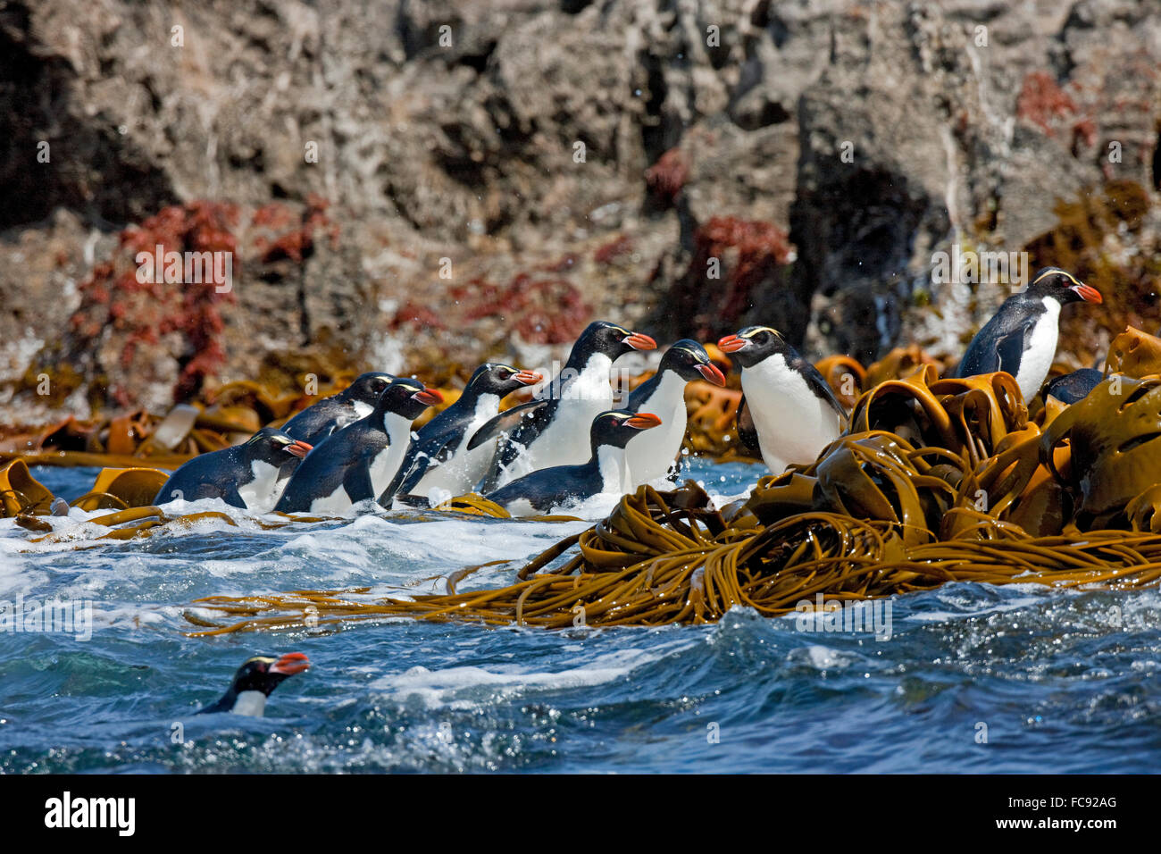 Collets Pinguin (Eudyptes robustus). Group à venir à terre. Îles Snares, Nouvelle-Zélande. Pas de ventes exclusives ! Banque D'Images