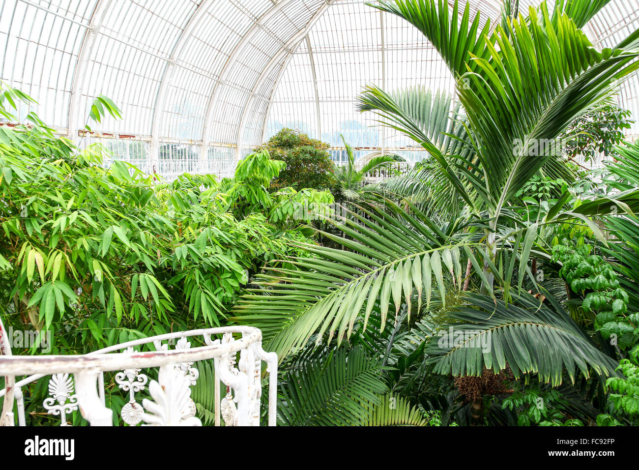 Les plantes à l'intérieur de la Palm House à Kew Gardens Royal Botanical Gardens London England UK Banque D'Images