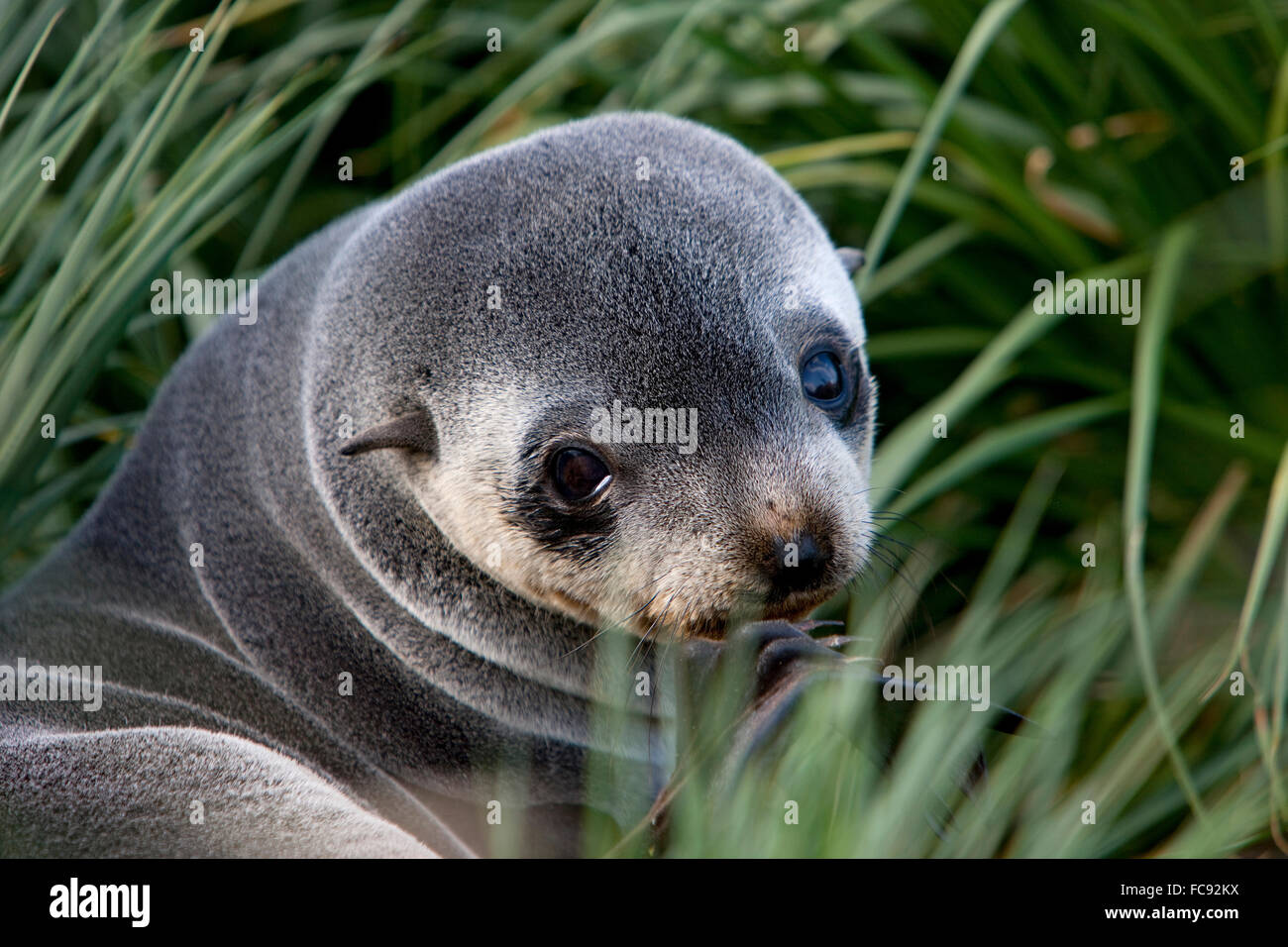 Argentina (Arctocephalus gazella). Fun pour adultes in grass. Falkland, Husvik Island. Pas de ventes exclusives ! Banque D'Images