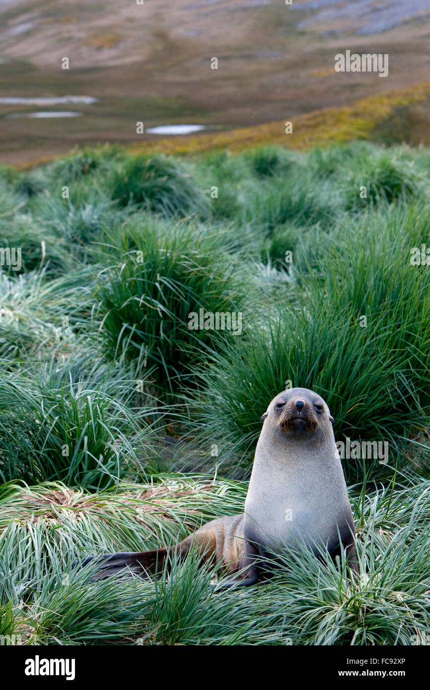 Argentina (Arctocephalus gazella). Fun pour adultes in grass. Falkland, Husvik Island. Pas de ventes exclusives ! Banque D'Images