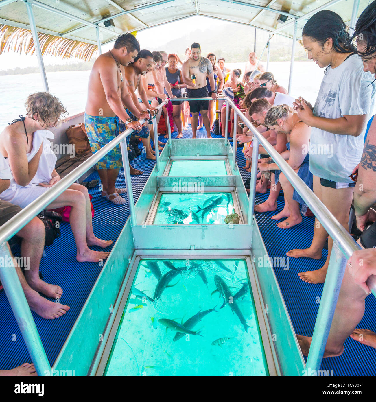 Thon Carangue sous l'alimentation le bateau à fond de verre du Capitaine Tama's Lagoon Cruises, Muri Lagoon, Rarotonga, îles Cook Banque D'Images