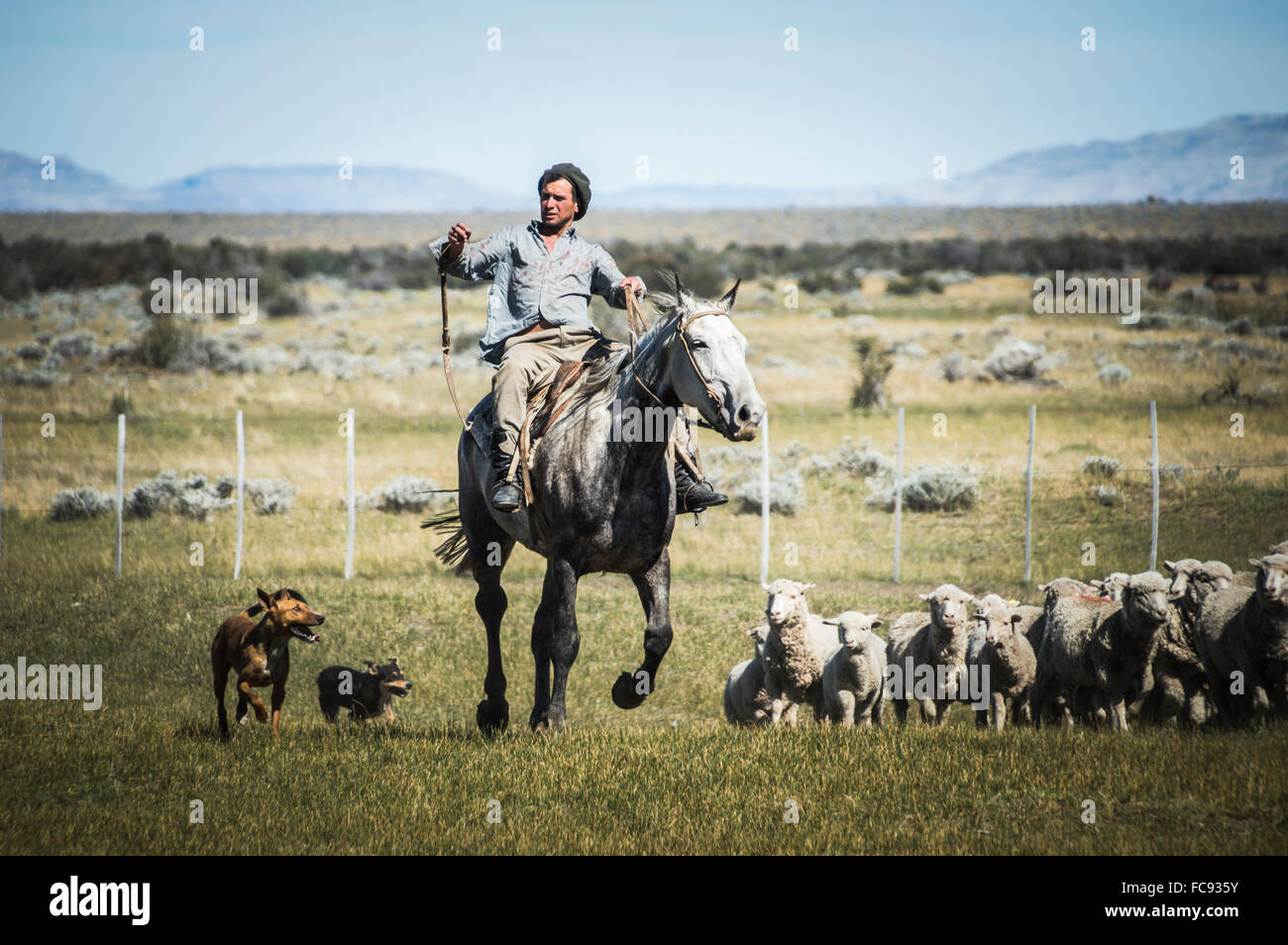 Gauchos de l'équitation à rassembler les moutons, El Chalten, Patagonie, Argentine, Amérique du Sud Banque D'Images