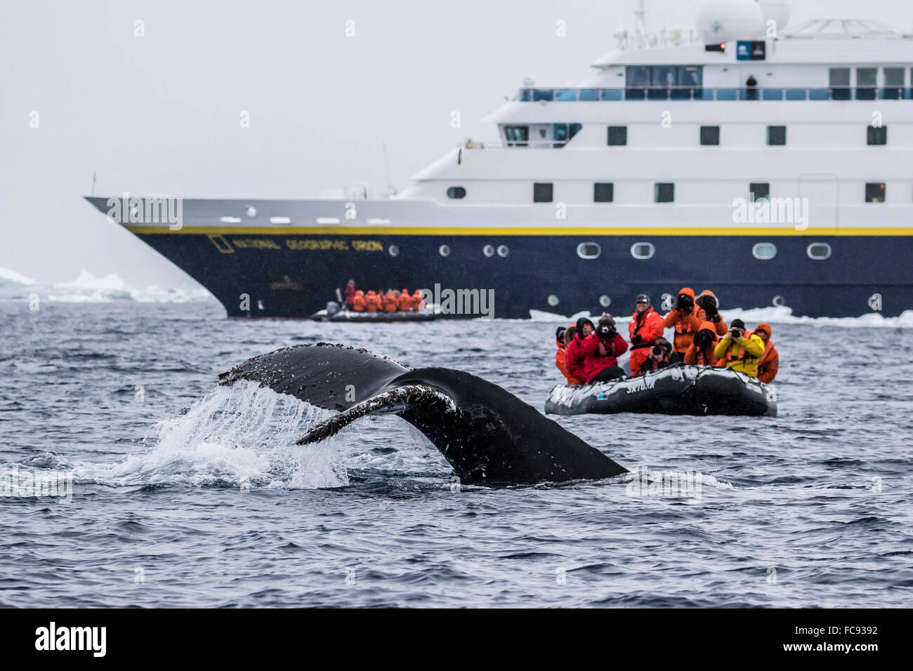 Baleine à bosse au cours de plongée de la croisière Zodiac Lindblad Expeditions navire Orion National Geographic, mer de Weddell, l'Antarctique Banque D'Images