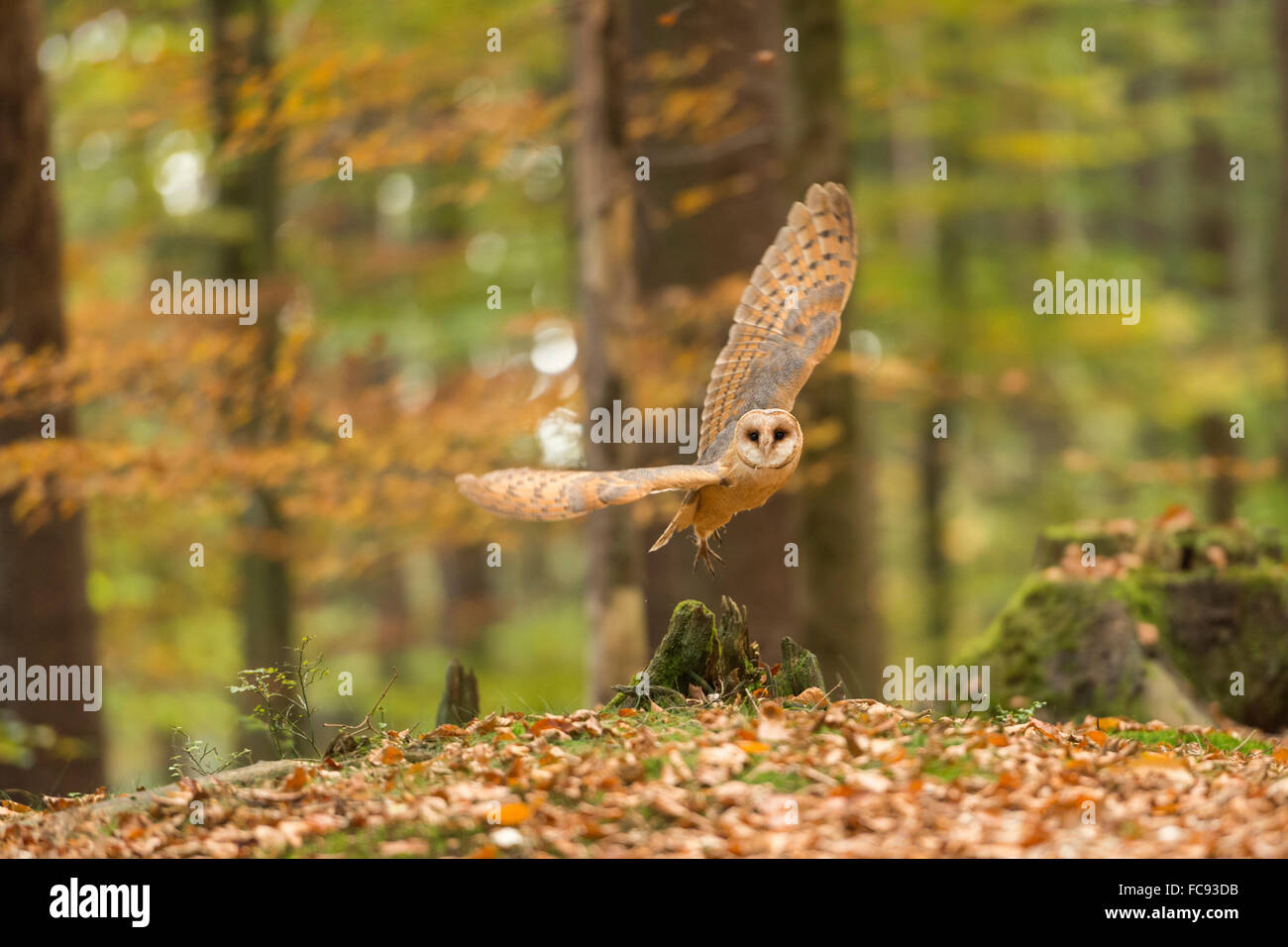 Effraie des clochers Tyto alba / Schleiereule ( ) prend son envol, en vol, des forêts feuillues naturelles, couleurs d'automne, golden Octobre. Banque D'Images