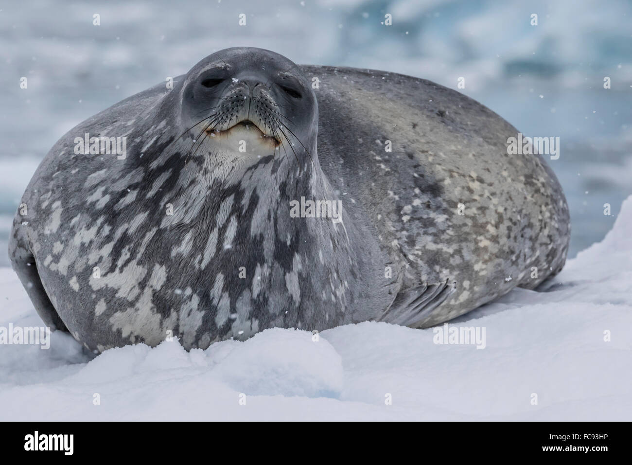 Des profils phoque de Weddell (Leptonychotes weddellii), sur de la glace dans la baie de Buls, Brabant Island, l'Antarctique, régions polaires Banque D'Images