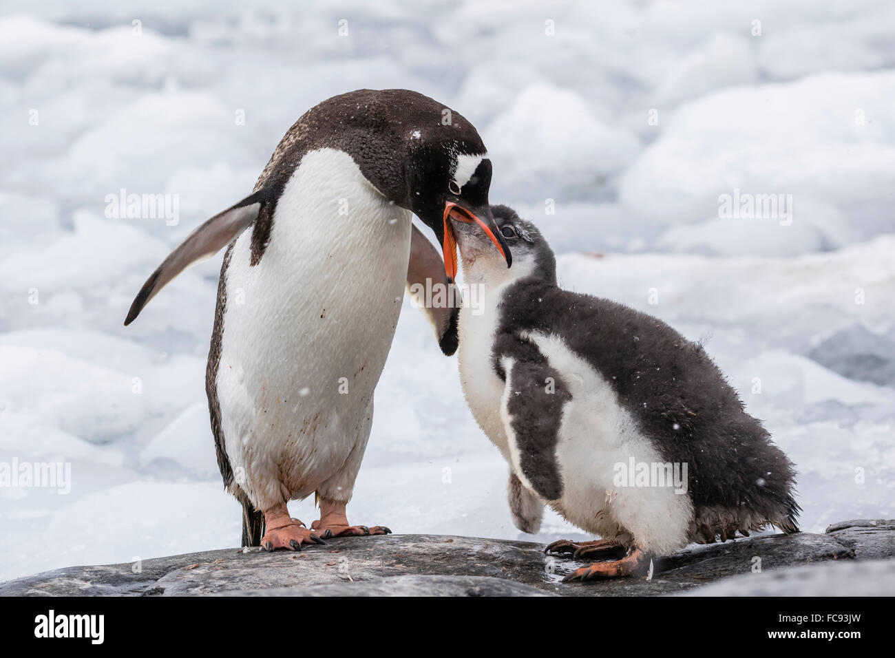 Des profils Gentoo pingouin (Pygoscelis papua) poussin d'alimentation au point de l'Île Wiencke, Jougla, Antarctique, les régions polaires Banque D'Images