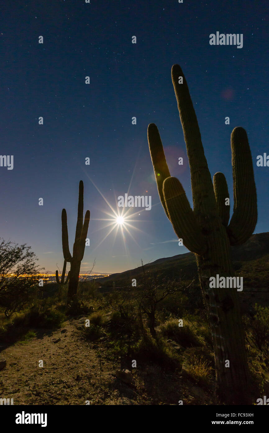 Cactus géant saguaro (Carnegiea gigantea), en pleine lune en Catalina Mountains, Tucson, Arizona, États-Unis d'Amérique Banque D'Images