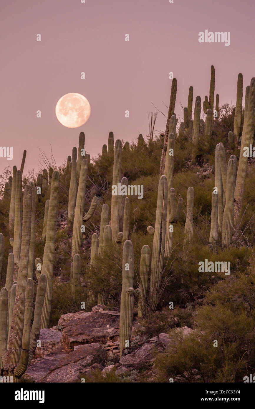 Cactus géant saguaro (Carnegiea gigantea), en pleine lune en Catalina Mountains, Tucson, Arizona, États-Unis d'Amérique Banque D'Images