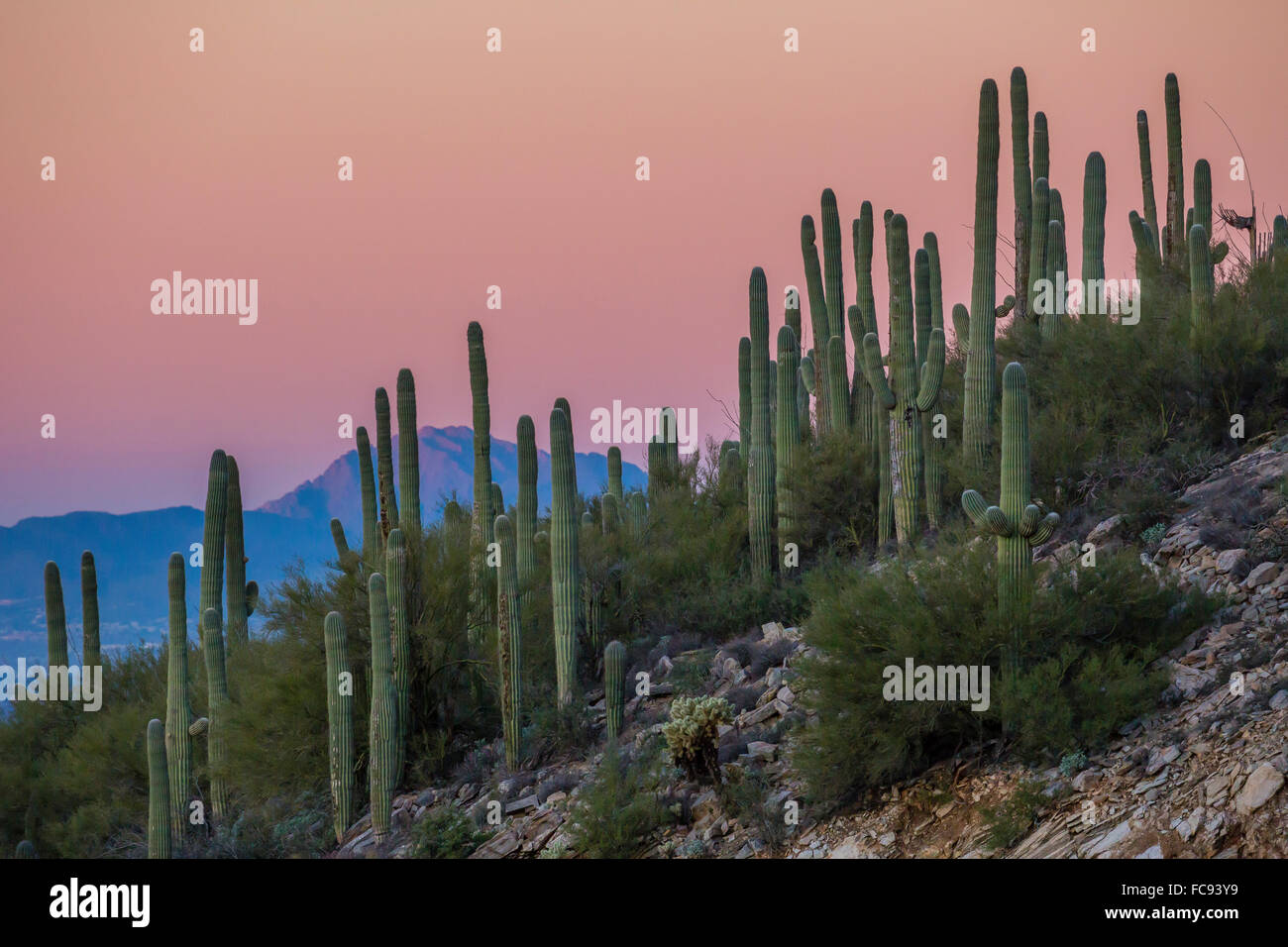 Cactus géant saguaro (Carnegiea gigantea), en pleine lune en Catalina Mountains, Tucson, Arizona, États-Unis d'Amérique Banque D'Images