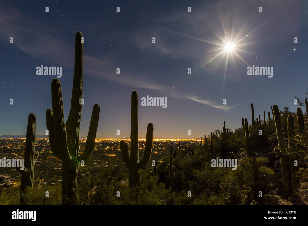 Cactus géant saguaro (Carnegiea gigantea), en pleine lune en Catalina Mountains, Tucson, Arizona, États-Unis d'Amérique Banque D'Images