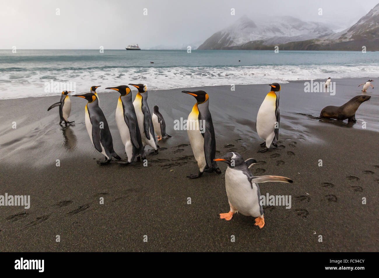 Sitemapcdatahttpsmodeinf Inetcomimage Manchot Plage