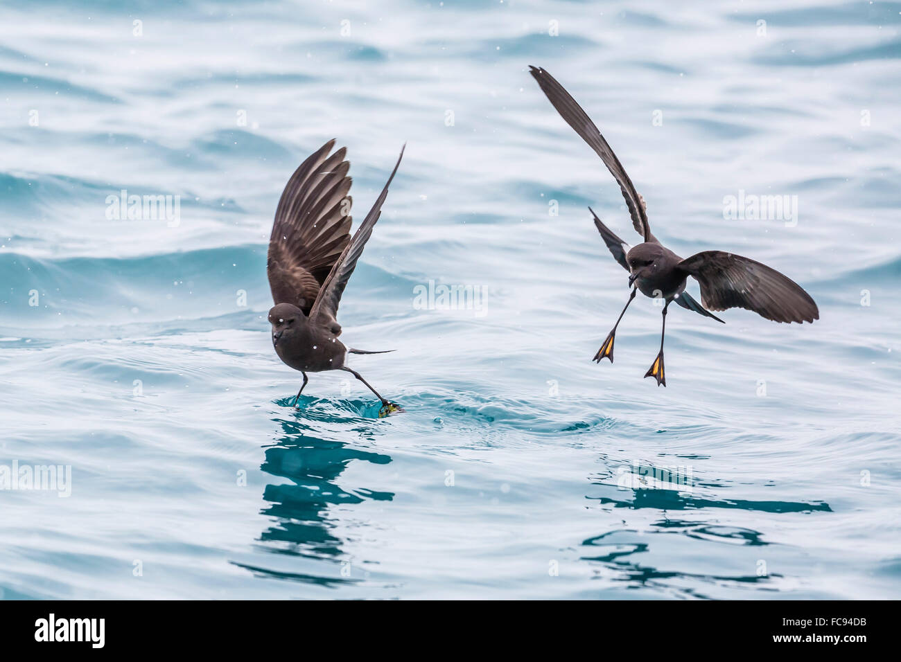 Des adultes Wilson (Oceanites oceanicus), l'alimentation à la surface de Grytviken, en Géorgie du Sud, régions polaires Banque D'Images