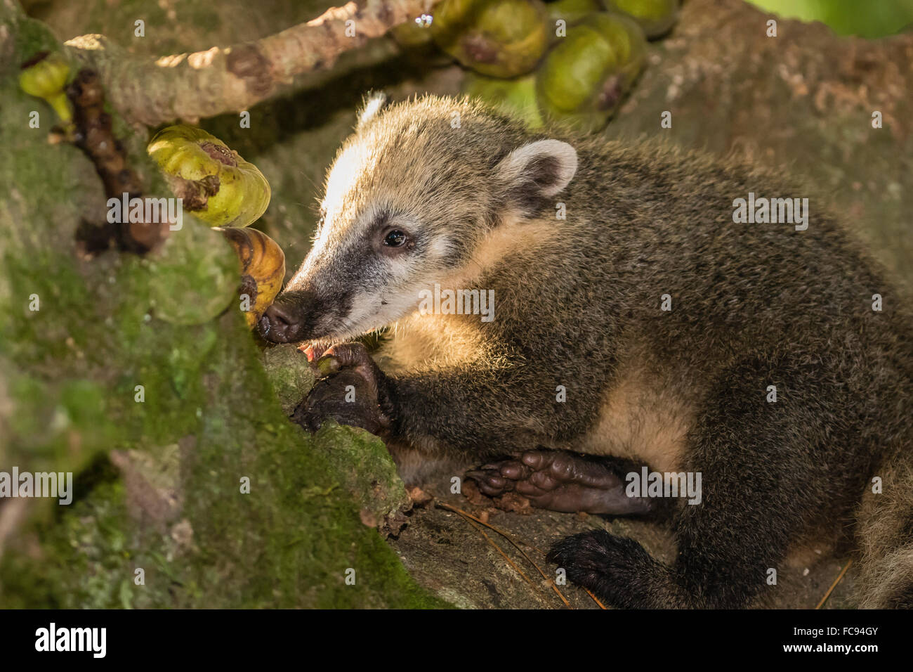 Sud-américains adultes coati (Nasua nasua), Iguazu Falls National Park, Misiones, Argentine, Amérique du Sud Banque D'Images