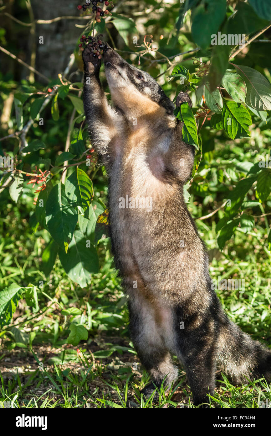 Sud-américains adultes coati (Nasua nasua), l'alimentation, l'Iguazu Falls National Park, Misiones, Argentine, Amérique du Sud Banque D'Images