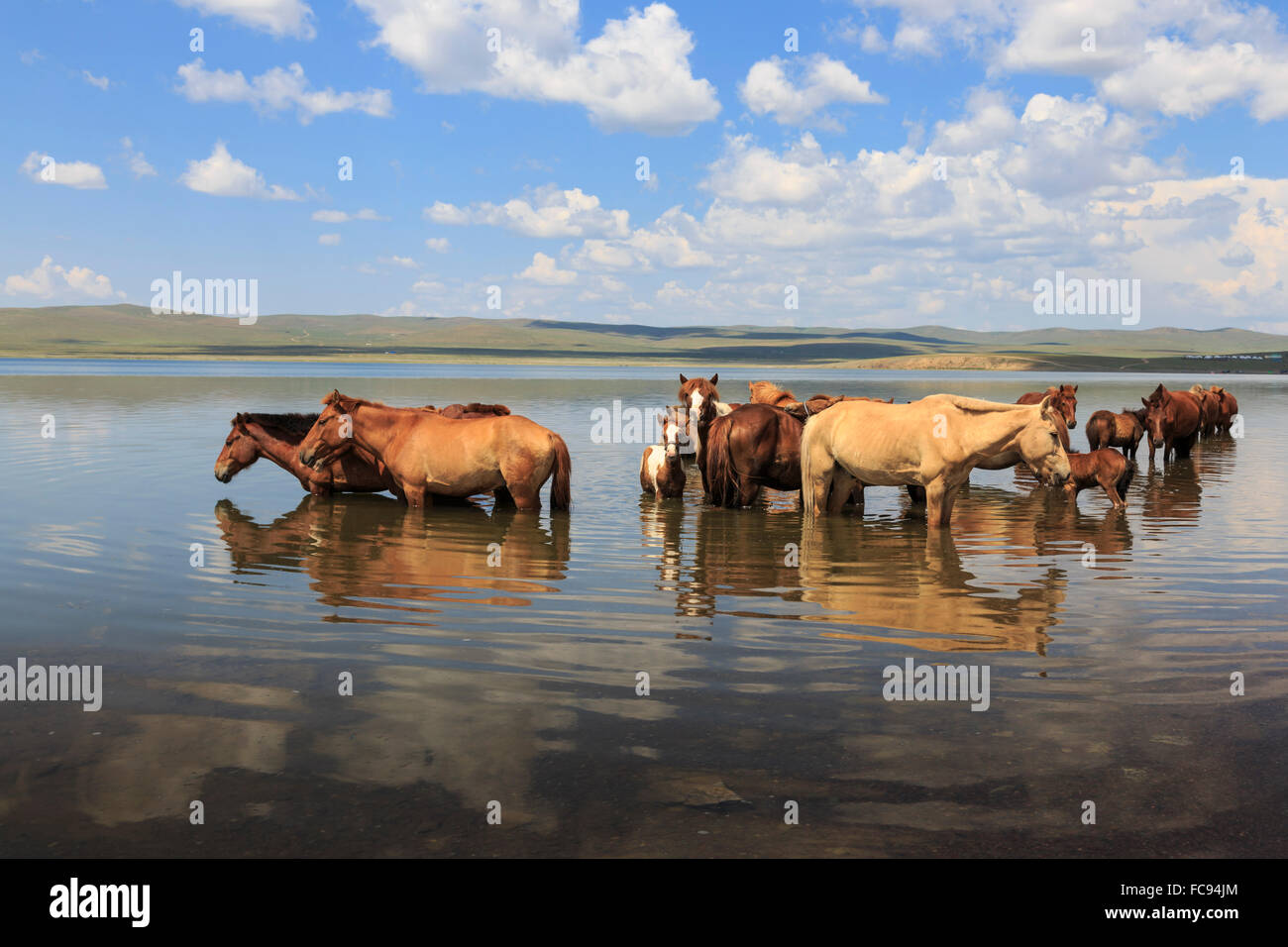 Troupeau de chevaux et les poulains se rafraîchir en se tenant debout dans un lac en été, l'Arkhangai, Centre de la Mongolie, l'Asie centrale, d'Asie Banque D'Images