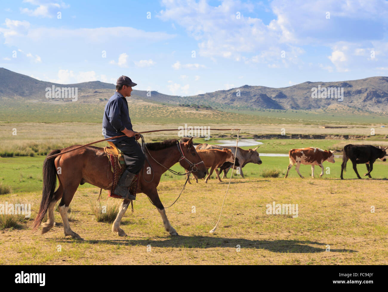 Les vaches des troupeaux nomades montés en été, holding uurga, Khogno Khan Uul, réserve naturelle de Gurvanbulag Bulgan, province, la Mongolie Banque D'Images