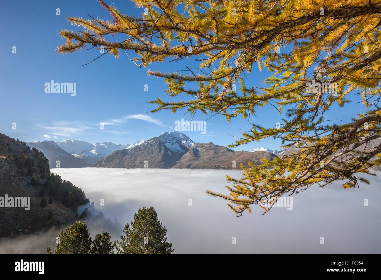 Les nuages bas et mélèzes jaune Languard châssis Vallée, Canton des Grisons, Engadine (Grisons), Suisse, Europe Banque D'Images