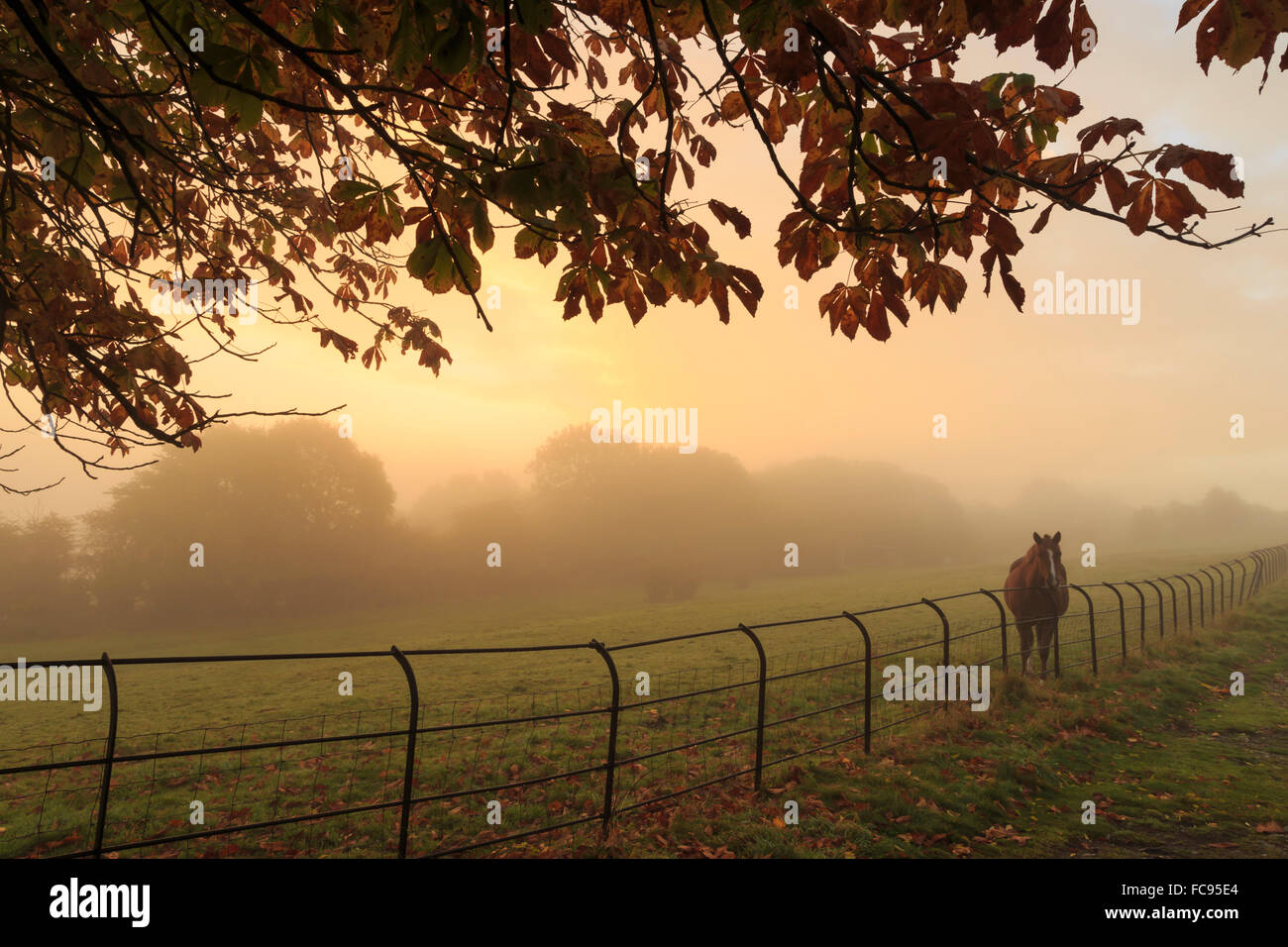 L'éloigné dans un champ au lever du soleil sur un matin brumeux en automne, Tor, Matlock, Derbyshire Dales, Derbyshire, Angleterre, RU Banque D'Images