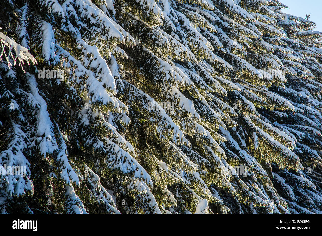 Branches d'arbres couverts de neige après une importante chute de neige, la vallée de la Valteline, Gerola, Alpes Orobie, Lombardie, Italie, Europe Banque D'Images